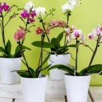 kako-zaliti-orhideje-glavna-pravila-za-brigu-o-tsvecu.webp.webp